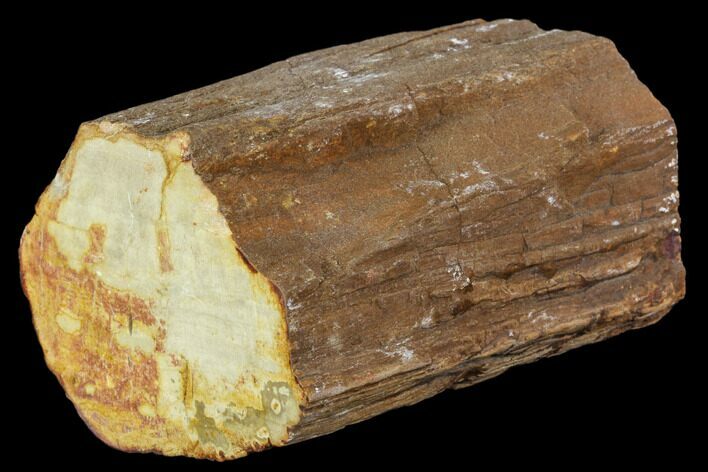 Polished Petrified Wood Limb - Madagascar #105086